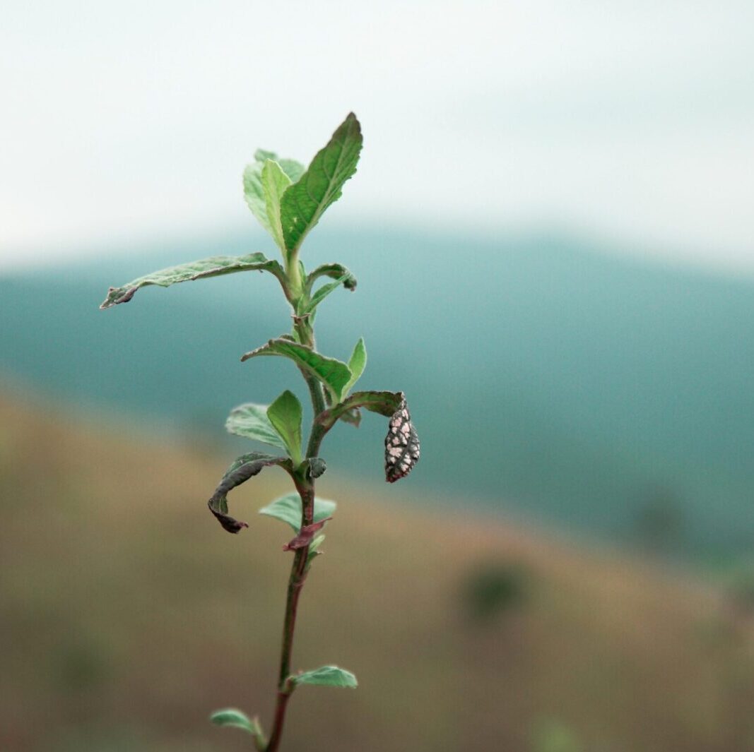 Pexels 172329 Edited